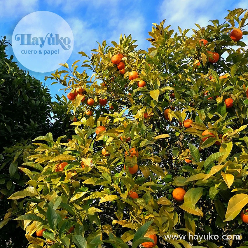 Hayuko, naranjo, Jardin botanico atlantico gijon, asturias